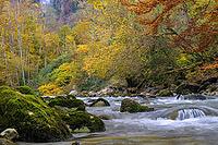 A river surrounded by colorful autumn trees and moss, Berchtesgaden National Park, Schönau am Königssee, Bavaria, Germany [IBR123700013]