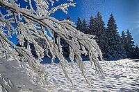 Snowy forest in sunlight, with blue sky and snow-covered trees, Geo nature park Park Frau Holle Land, Hoher Meissner, Hessian Lichtenau, Hesse, Germany [IBR123700014]