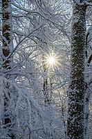 Snowy forest with sun rays shining through the trees, winter atmosphere, Geo nature park Park Frau Holle Land, Hoher Meissner, Hessian Lichtenau, Hesse, Germany [IBR123700015]