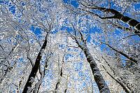 Snowy trees that stretch into the clear sky, quiet winter landscape, Geo nature park Park Frau Holle Land, Hoher Meissner, Hessian Lichtenau, Hesse, Germany [IBR123700016]
