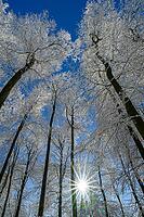 View of snowy treetops with sunbeams shining in the clear blue sky, Geo nature park Park Frau Holle Land, Hoher Meissner, Hessian Lichtenau, Hesse, Germany [IBR123700017]