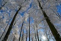 Snowy treetops under bright blue sky with the sun shining through, Geo nature park Park Frau Holle Land, Hoher Meissner, Hessian Lichtenau, Hesse, Germany [IBR123700018]