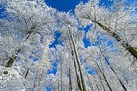 Looking up through snowy treetops under a clear blue sky, Geo nature park Park Frau Holle Land, Hoher Meissner, Hessian Lichtenau, Hesse, Germany [IBR123700019]