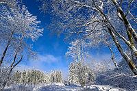 Snow-covered trees rise into a clear blue sky surrounded by wintry expanse, Geo nature park Park Frau Holle Land, Hoher Meissner, Hessisch Lichtenau, Hesse, Germany [IBR123700020]