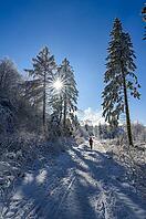 A hiker on a snowy path in a winter forest under clear, sunny sky, Geo nature park Park Frau Holle Land, Hoher Meissner, Hessian Lichtenau, Hesse, Germany [IBR123700021]