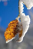 A single, ice-covered leaf hangs on a branch in front of a blue winter landscape, Geo nature park Park Frau Holle Land, Hoher Meissner, Hessian Lichtenau, Hesse, Germany [IBR123700022]