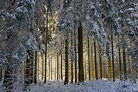 Snowy winter forest with sunlight shining through the trees and illuminating the landscape, Geo nature park Park Frau Holle Land, Hoher Meissner, Hessian Lichtenau, Hesse, Germany [IBR123700023]