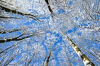 Snowy trees rise up under a clear blue sky, covered with ice crystals, Geo nature park Park Frau Holle Land, Hoher Meissner, Hessian Lichtenau, Hesse, Germany [IBR123700024]