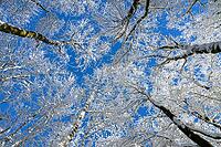 View of the winter sky through snow-covered treetops, Geo nature park Park Frau Holle Land, Hoher Meissner, Hessian Lichtenau, Hesse, Germany [IBR123700025]