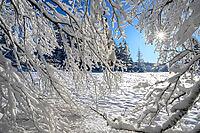 Snowy landscape with sunshine through the branches, quiet and idyllic, Geo nature park Park Frau Holle Land, Hoher Meissner, Hessian Lichtenau, Hesse, Germany [IBR123700026]