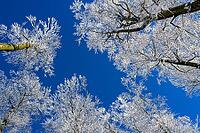 Snowy treetops standing out against the clear blue sky, Geo nature park Park Frau Holle Land, Hoher Meissner, Hessian Lichtenau, Hesse, Germany [IBR123700027]