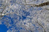 Snow and ice on treetops under blue sky, wintery atmosphere, Geo nature park Park Frau Holle Land, Hoher Meissner, Hessian Lichtenau, Hesse, Germany [IBR123700028]