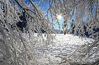 Snowy landscape with sunbeams and snow-covered branches in the foreground, Geo nature park Park Frau Holle Land, Hoher Meissner, Hessian Lichtenau, Hesse, Germany [IBR123700029]