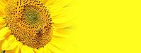Close-up of fresh sunflower, organic agriculture in countryside plantation [IBR123700041]