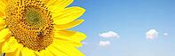 Close-up of fresh sunflower against clear blue sky [IBR123700042]