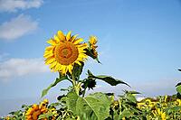 Close-up of fresh sunflower against clear blue sky [IBR123700044]