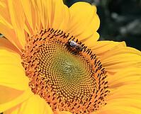 Close-up of fresh sunflower, organic agriculture in countryside plantation [IBR123700048]