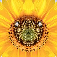Close-up of fresh sunflower, organic agriculture in countryside plantation [IBR123700050]