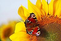 Beautiful colorful butterflies flying among the flowers [IBR123700053]