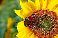 Beautiful colorful butterflies flying among the flowers [IBR123700055]
