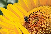 Close-up of fresh sunflower, organic agriculture in countryside plantation [IBR123700057]