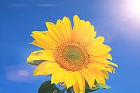 Close-up of fresh sunflower against clear blue sky [IBR123700058]