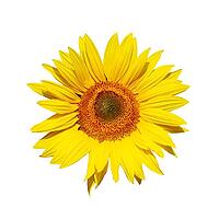 Ripe sunflower with yellow petals and dark middle [IBR123700059]