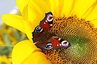 Beautiful colorful butterflies flying among the flowers [IBR123700060]