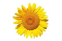 Ripe sunflower with yellow petals and dark middle [IBR123700061]