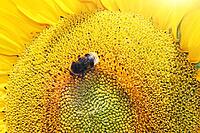 Close-up of fresh sunflower, organic agriculture in countryside plantation [IBR123700062]