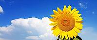 Close-up of fresh sunflower against clear blue sky [IBR123700063]