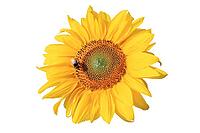 Ripe sunflower with yellow petals and dark middle [IBR123700064]