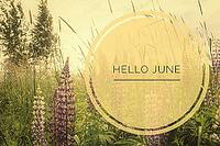 Banner hello june. Text on the photo. Text hello June. New month. New season. Summer month. Text on a photo of flowers. Flowers and plants. Nature [IBR123700084]