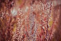 Autumn leaf . Bright autumn leaf. Change sheet color [IBR123700093]