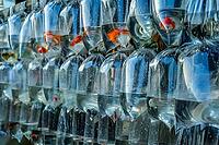 Colorulful tiny tropical fishes for sale on the market in Yogyakarta, Indonesia [IBR123713302]