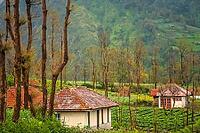Cemoro Lawang village nearby the spectacular Gunung Bromo and Sumeru volcanoes in Java, Indonesia [IBR123713318]