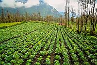 Rows of cabbage growing in a field in a fertile volcanic soil on a high plateau in the Gunung Bromo vicinity, Java, Indonesia [IBR123713319]