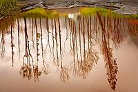 Reflection of tall trees in the small pond in autumn in Java, Indonesia [IBR123713320]
