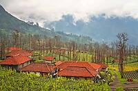 Cemoro Lawang village nearby the spectacular Gunung Bromo and Sumeru volcanoes in Java, Indonesia [IBR123713322]