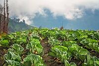 Rows of cabbage growing in a field in a fertile volcanic soil on a high plateau in the Gunung Bromo vicinity, Java, Indonesia [IBR123713323]