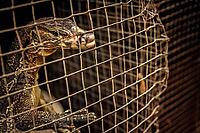 Small lizard on sale on the animal market in Yogya, Yogyakarta, Java, Indonesia [IBR123713325]
