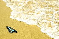 Blue butterfly on golden sand beach [IBR123713346]