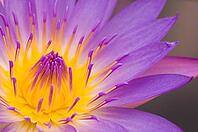 Water lily closeup [IBR123713365]
