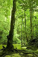 Green forest and river [IBR123713384]