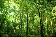 Green forest [IBR123713385]