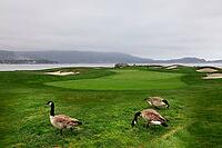 Luxury Golf Course Asilomar California Near Monterey [IBR123723141]