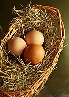 Three brown eggs latent in a dry grass [IBR123723146]