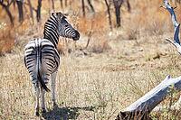 African Zebra on safari in a South African game reserve [IBR123723289]