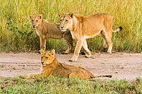 A Pride of African Lions on a dirt road in a Game Reserve [IBR123723295]