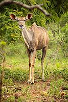 African Kudu Cow antelope buck in a South African wildlife reserve [IBR123723297]